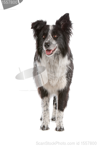 Image of border collie sheepdog