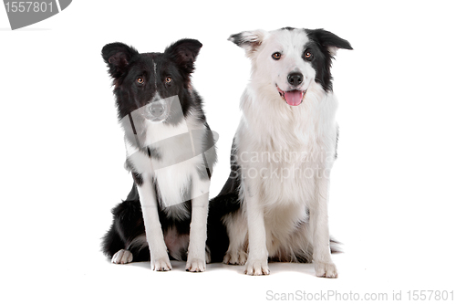 Image of two border collie sheepdogs