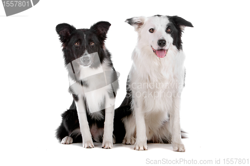 Image of two border collie sheepdogs