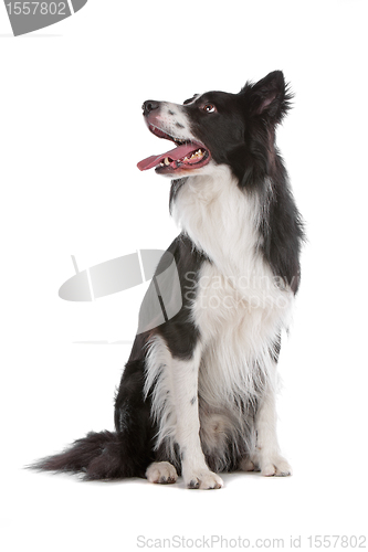 Image of border collie sheepdog