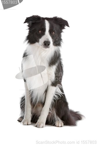 Image of border collie sheepdog