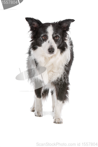 Image of border collie sheepdog