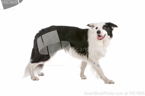 Image of border collie sheepdog