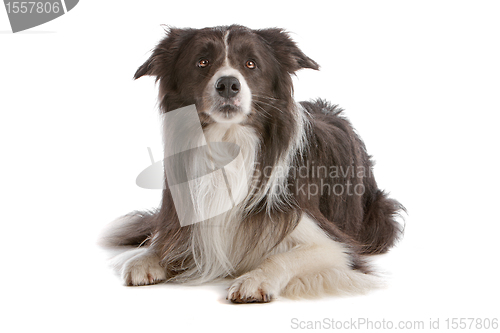 Image of border collie sheepdog