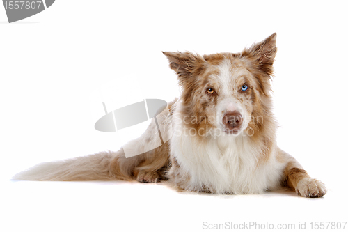 Image of border collie sheepdog