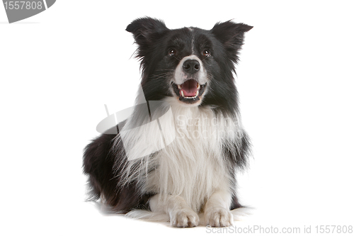 Image of border collie sheepdog