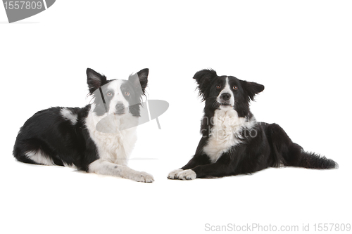 Image of two border collie sheepdogs