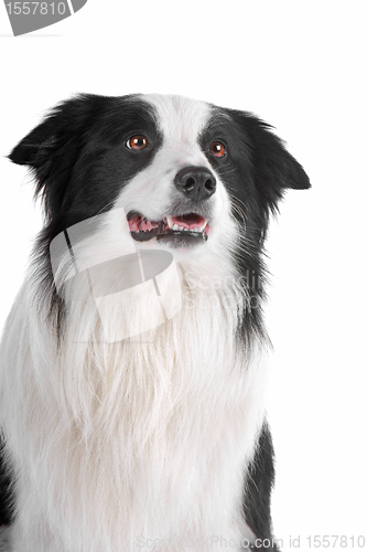 Image of border collie sheepdog