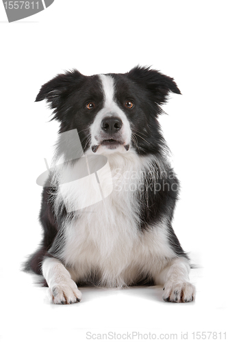 Image of border collie sheepdog