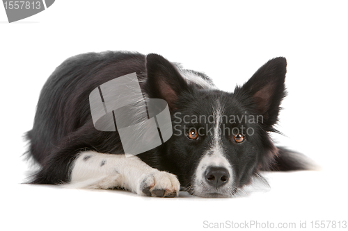 Image of border collie sheepdog