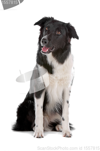 Image of border collie sheepdog