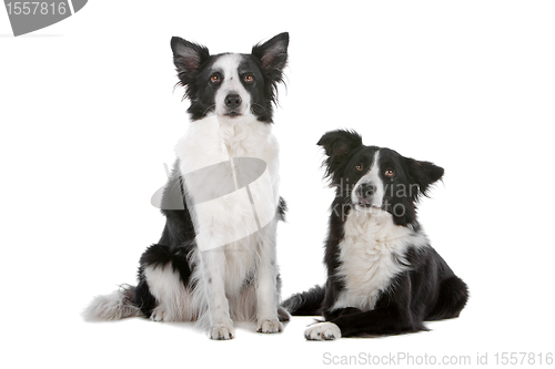 Image of two border collie sheepdogs