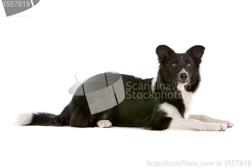 Image of border collie sheepdog