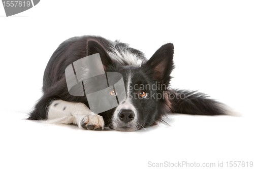 Image of border collie sheepdog