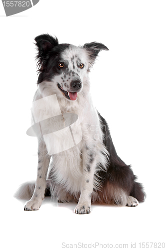 Image of border collie sheepdog