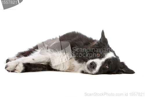 Image of border collie sheepdog