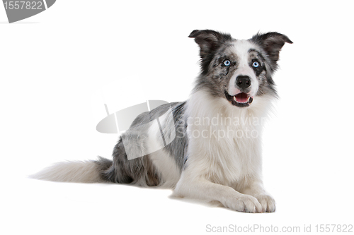 Image of border collie sheepdog