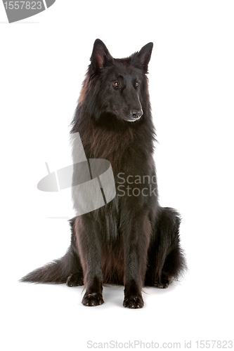 Image of Groenendaeler or black long haired Belgium shepherd