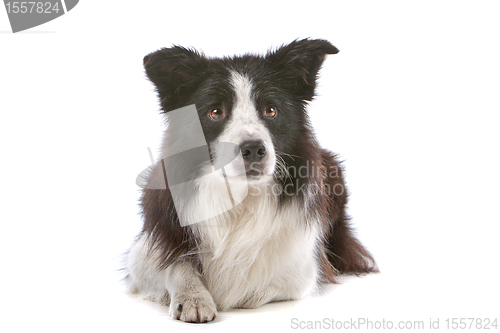 Image of border collie sheepdog