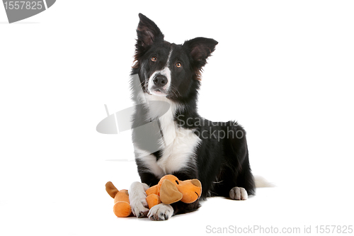 Image of border collie sheepdog