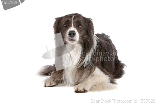 Image of border collie sheepdog