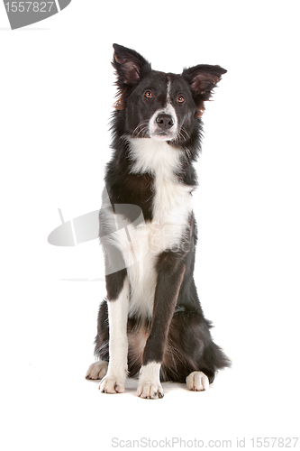 Image of border collie sheepdog