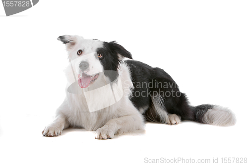 Image of border collie sheepdog