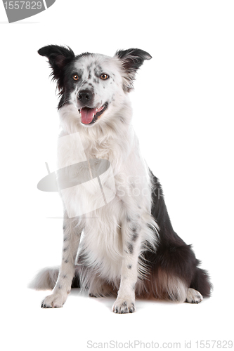 Image of border collie sheepdog