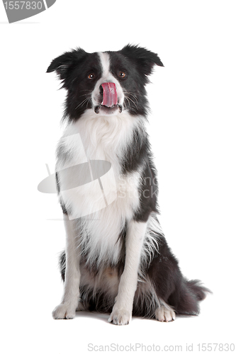 Image of border collie sheepdog