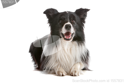 Image of border collie sheepdog