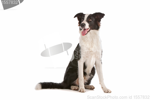 Image of border collie sheepdog