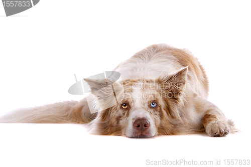 Image of border collie sheepdog