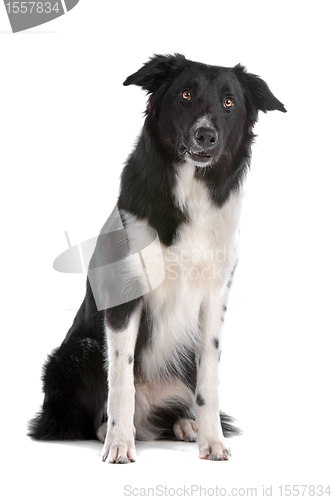 Image of border collie sheepdog