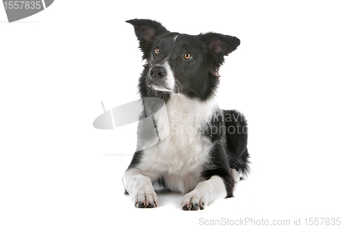 Image of border collie sheepdog