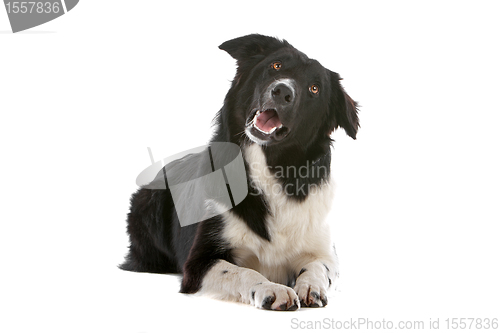 Image of border collie sheepdog