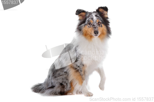 Image of Shetland Sheepdog, Sheltie