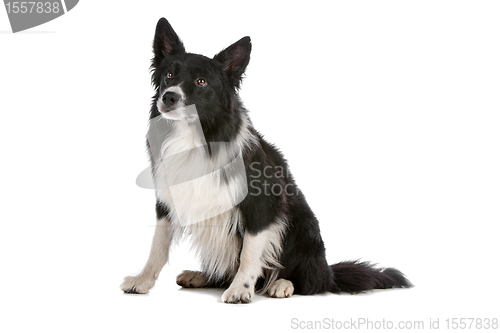 Image of border collie sheepdog