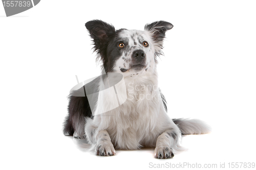 Image of border collie sheepdog