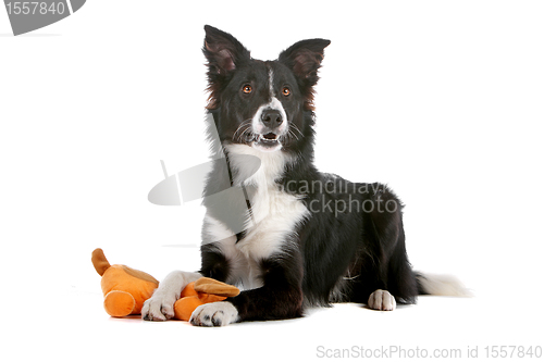 Image of border collie sheepdog