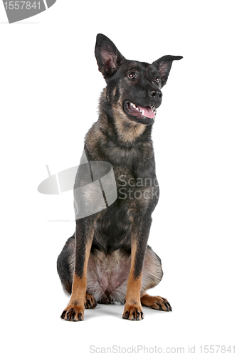 Image of Dutch shepherd dog