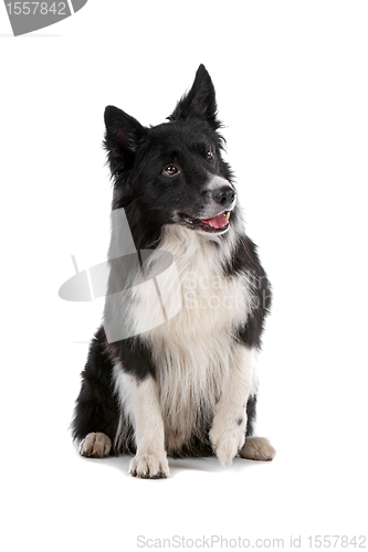 Image of border collie sheepdog