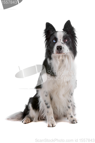 Image of border collie sheepdog