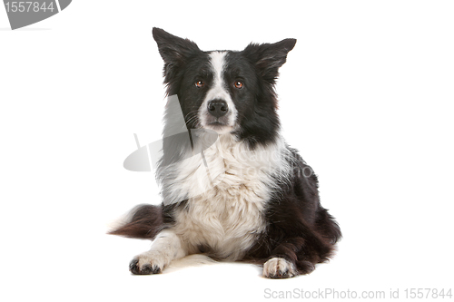 Image of border collie sheepdog