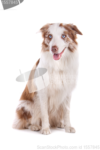 Image of border collie sheepdog