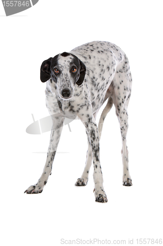 Image of white Greyhound dog with black spots