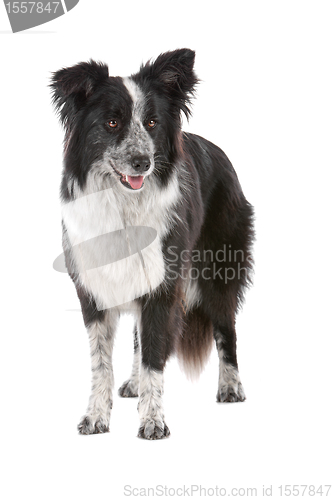 Image of border collie sheepdog