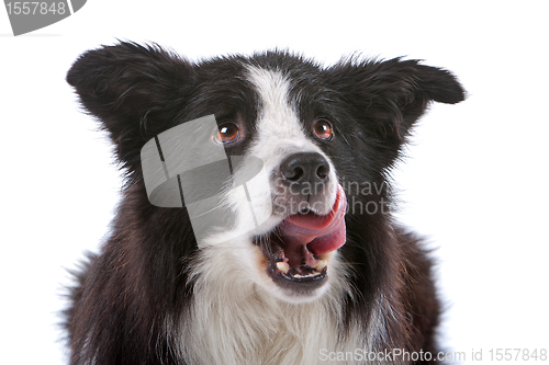 Image of border collie sheepdog