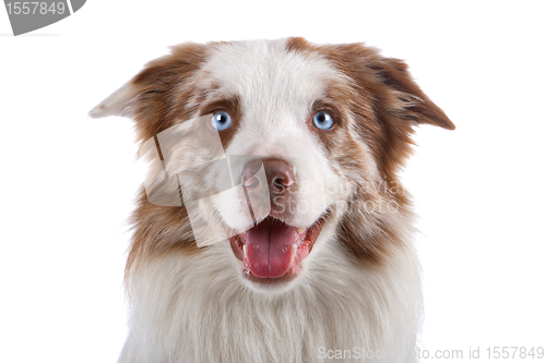 Image of border collie sheepdog