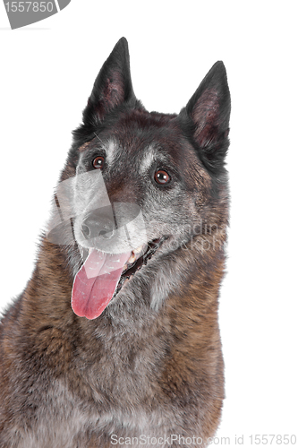 Image of old and grey Belgian Shepherd