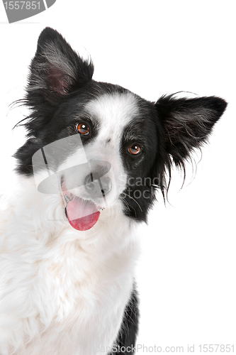 Image of border collie sheepdog